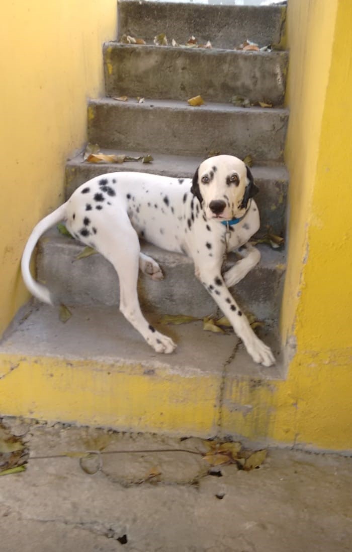 Woody — original photo